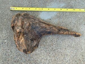 Ohio River Driftwood 10"x5"x3" (Hip Bone Shape)